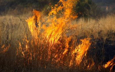 Combating Veld Fires: Essential Strategies for South African Homeowners