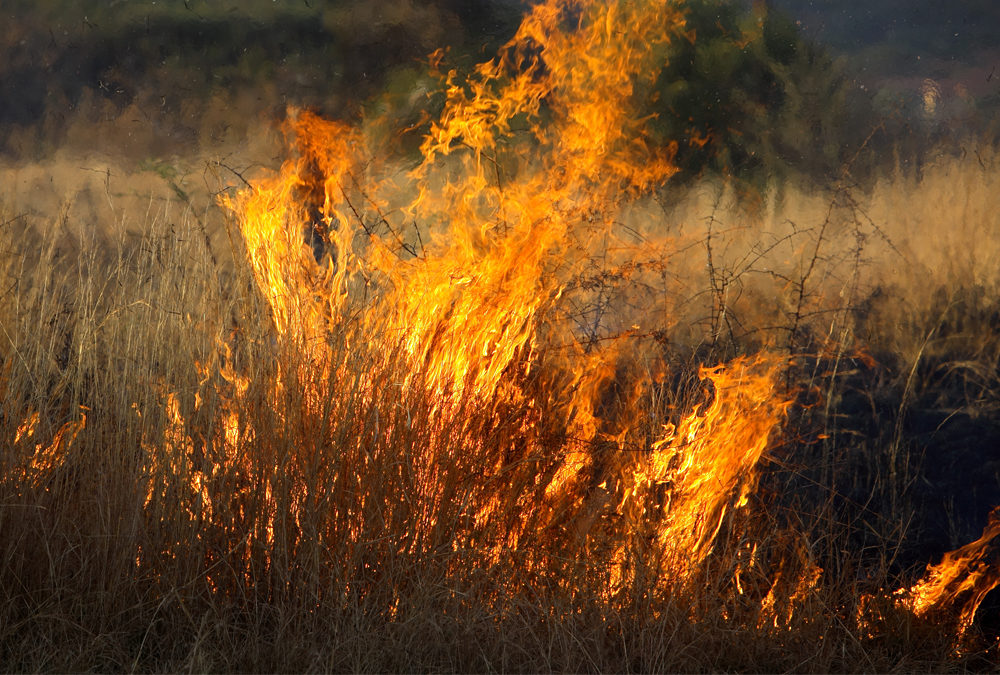 Combating Veld Fires: Essential Strategies for South African Homeowners